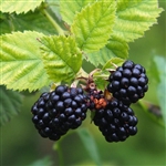 Comanche Blackberry Plant