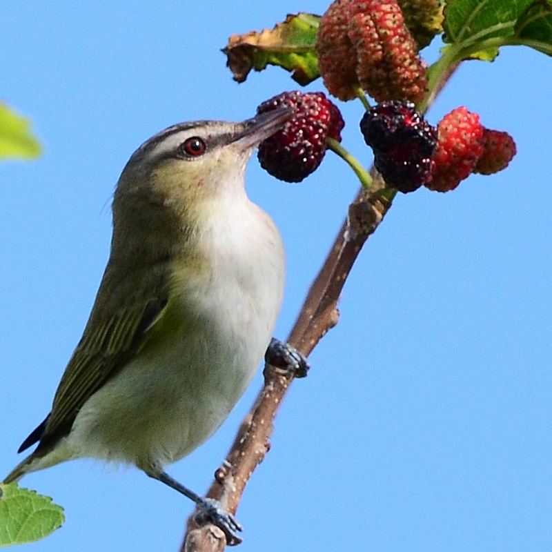 Wildlife Blackberry Bushes