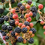 Baba Blackberry Plant