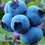 Big Ass Blueberry&trade; Plant