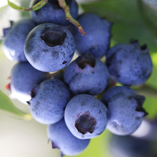 Delite Blueberry Plant