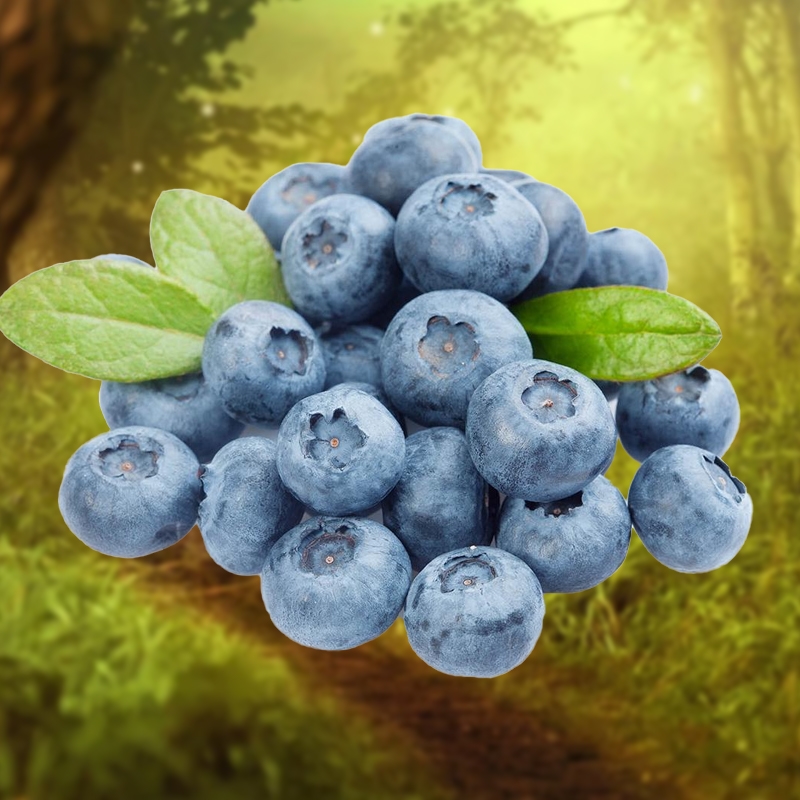 Titan Blueberry Plant