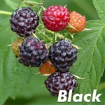 Black Hawk Black Raspberry Plant