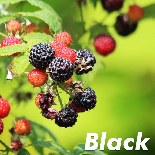 Cumberland Black Raspberry Plant