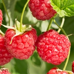 Latham Raspberry Plant