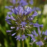 Ellamae Agapanthus Bulb