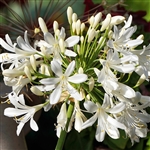 Getty White Agapanthus Bulb