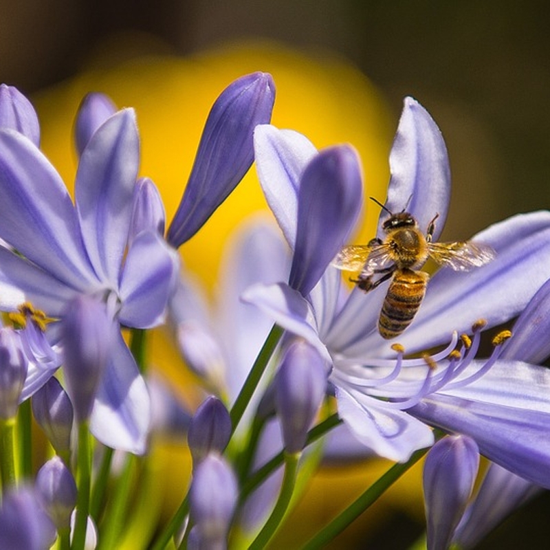 Headborne Agapanthus