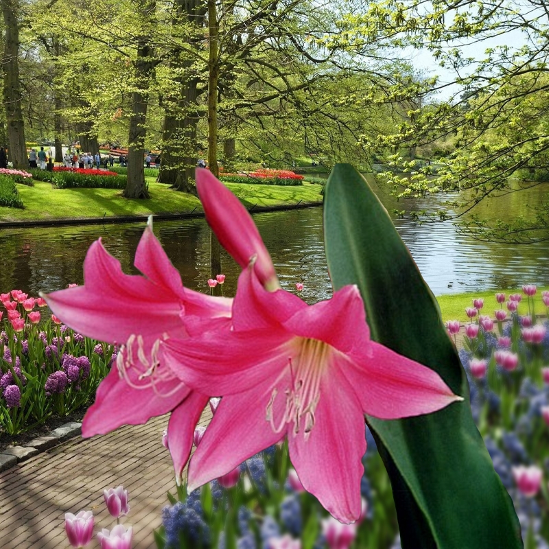 Fay Hornbuckle Crinum Bulb