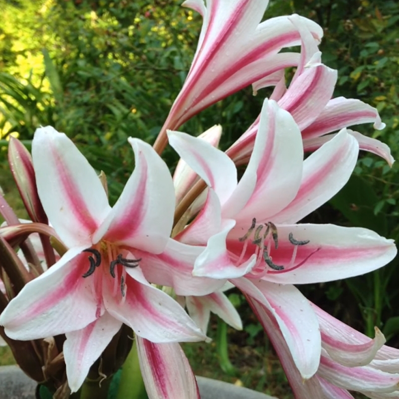 Herbertii Crinum