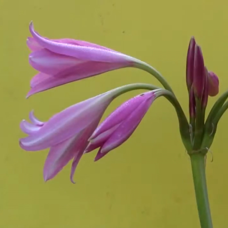 L'orange Crinum