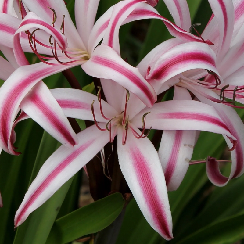 Maurine X Crinum