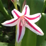 Zebra Crinum