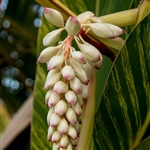 Alpinia Ginger