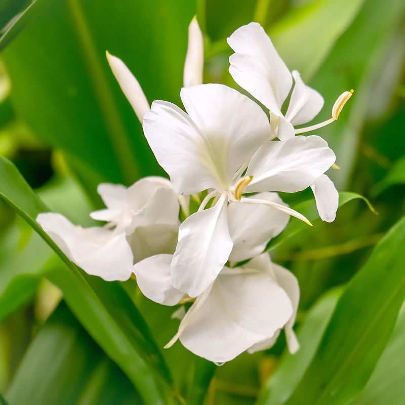 White Butterfly Ginger