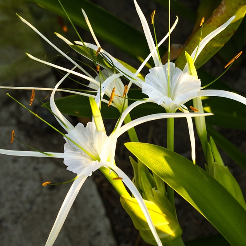 Swamp Native Hymenocallis