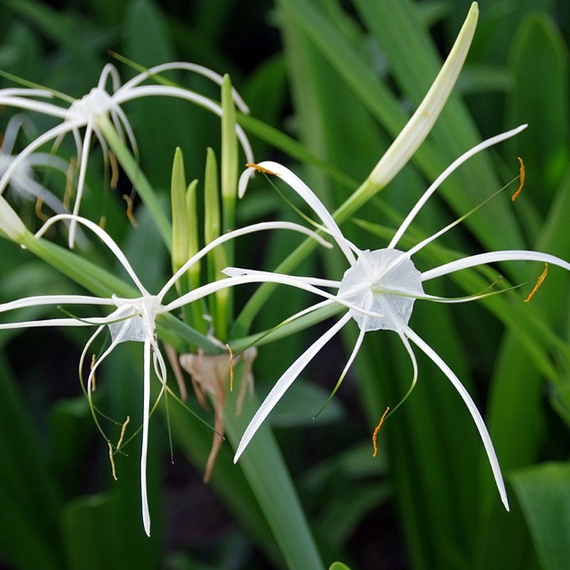 Tropical Giant Hymenocallis