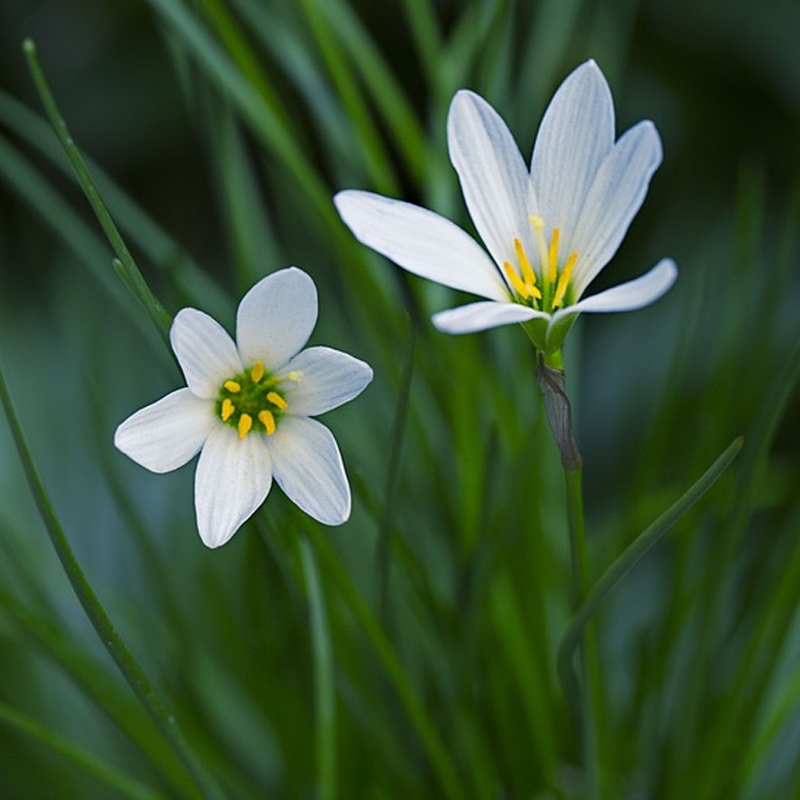 Atamasco Rain Lily