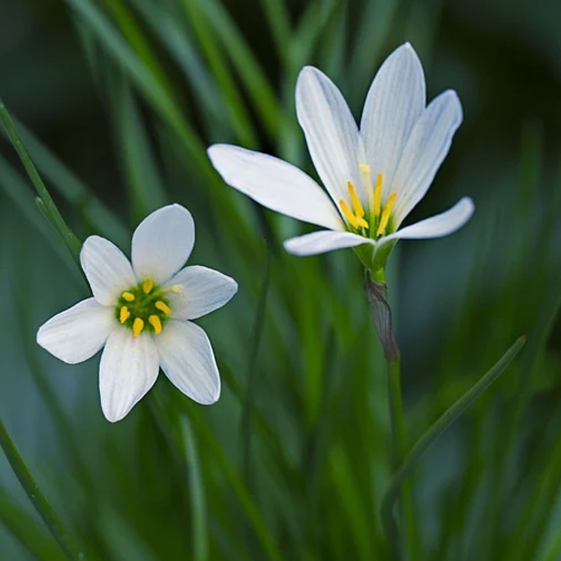 White Rain Lily