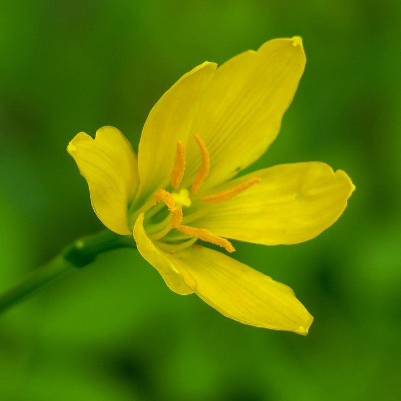 Yellow Rain Lily