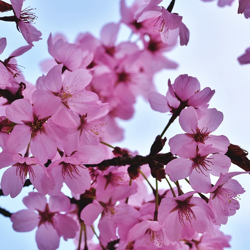 Okame Flowering Cherry Tree