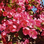 Red Perfection Flowering Crabapple Tree
