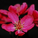 Wine Red 'Eleyi' Flowering Crabapple Tree