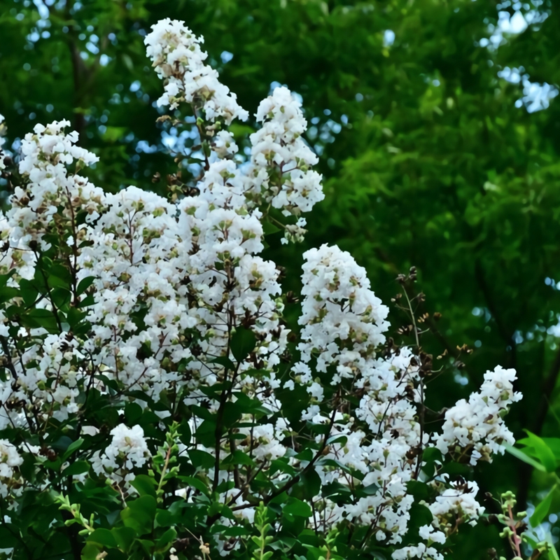 Natchez Crape Myrtle