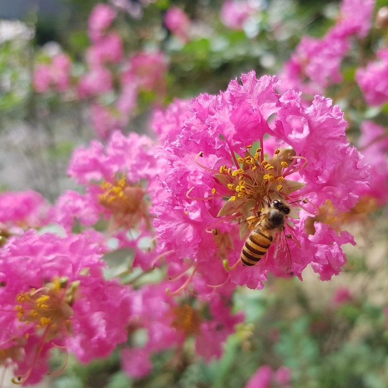 Tuscarora Crape Myrtle