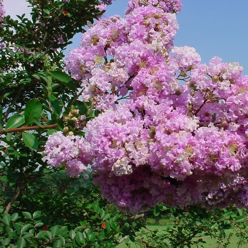 Yuma Crape Myrtle