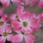 Pink Dogwood Tree