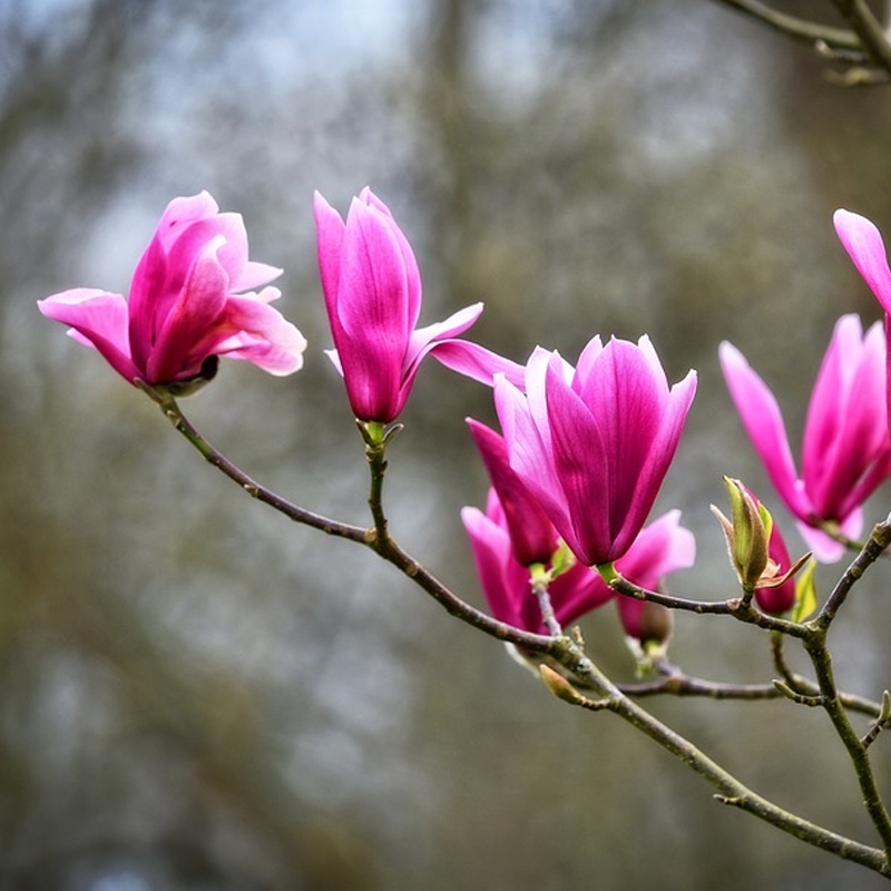 Jane Japanese Magnolia Tree