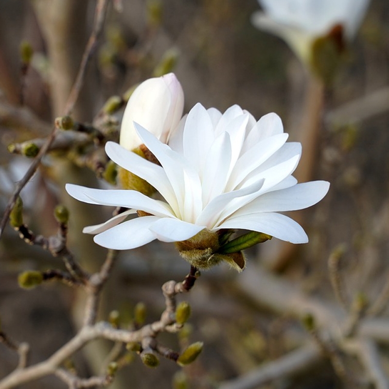 Royal Star Japanese Magnolia Tree