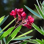 Firestarter Red Oleander