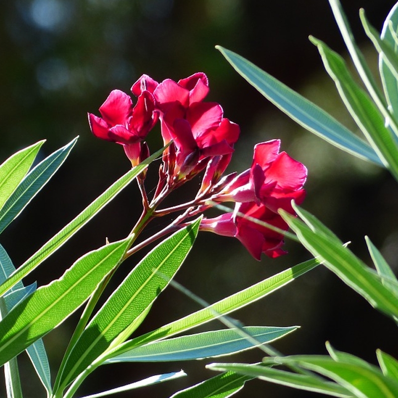 Firestarter Red Oleander