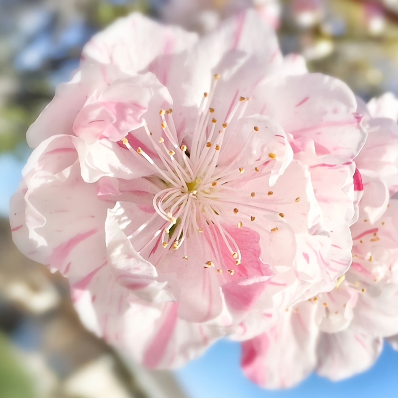 Peppermint Flowering Peach Tree