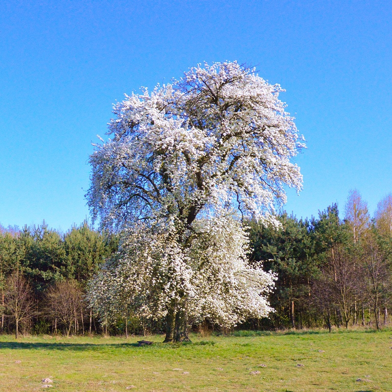 Aristocrat Flowering Pear Tree