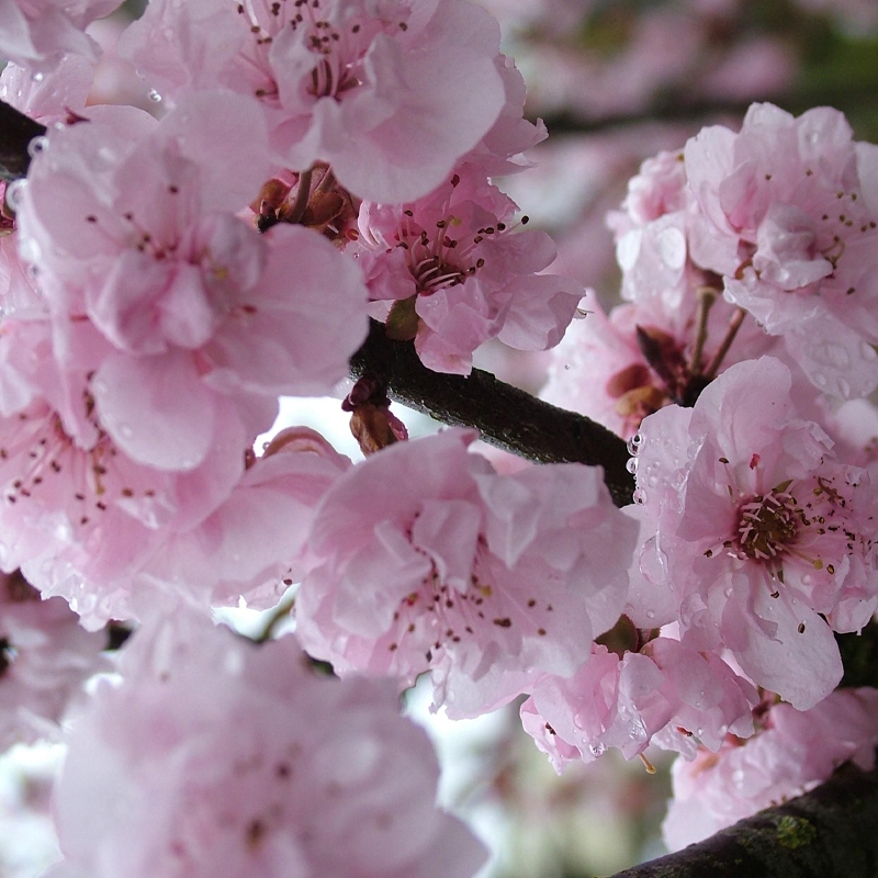 Double Newport Flowering Plum Tree