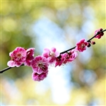 Purple Pony Flowering Plum Tree