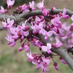 Forest Pansy Redbud Tree