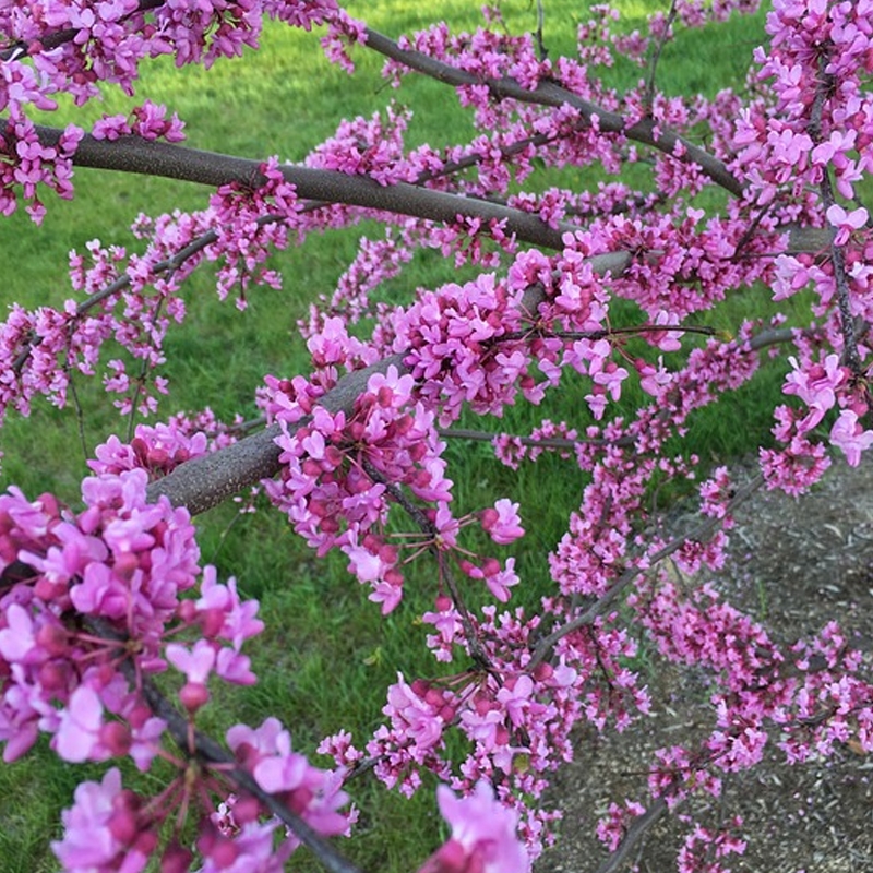 Buy Oklahoma Redbud Trees