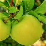 Granny Smith Apple Tree