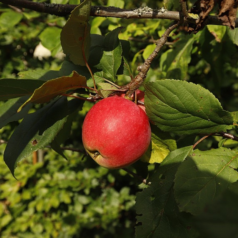 Pink Lady Apple Tree