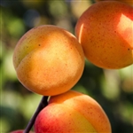 Early Golden Apricot Tree