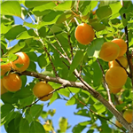 Katy Apricot Tree