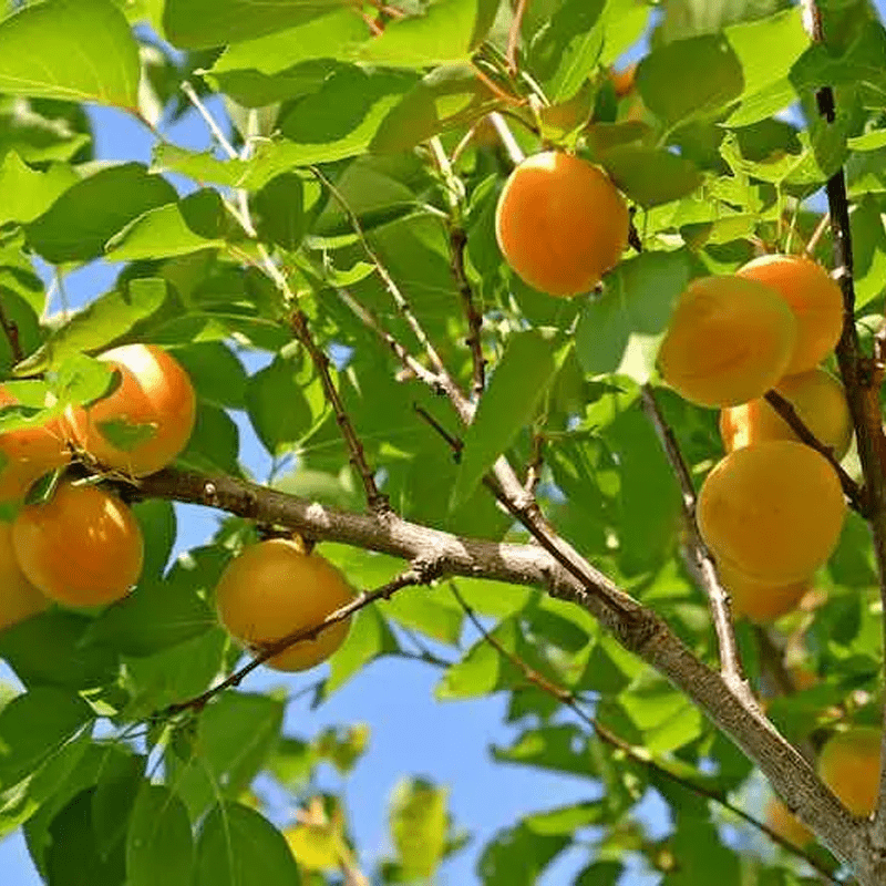 Katy Apricot Tree