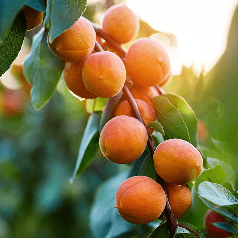 Golden Amber Apricot Tree