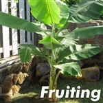 Brazilian Dwarf Banana Tree