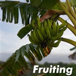 Grand Nain Banana Tree