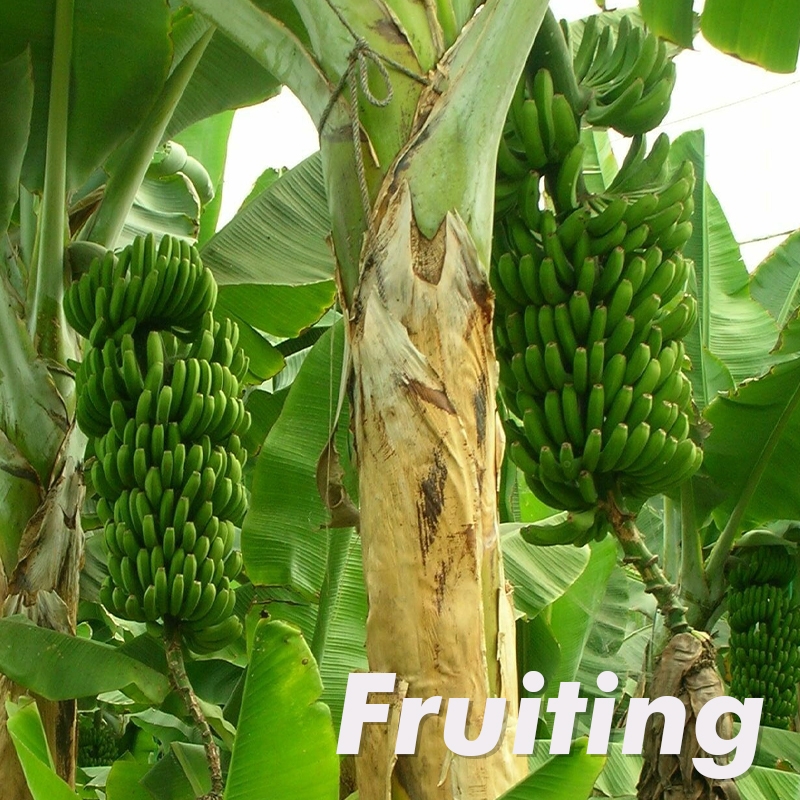 Texas Star Banana Tree